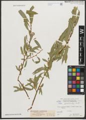Foto von Salix pycnostachya Andersson